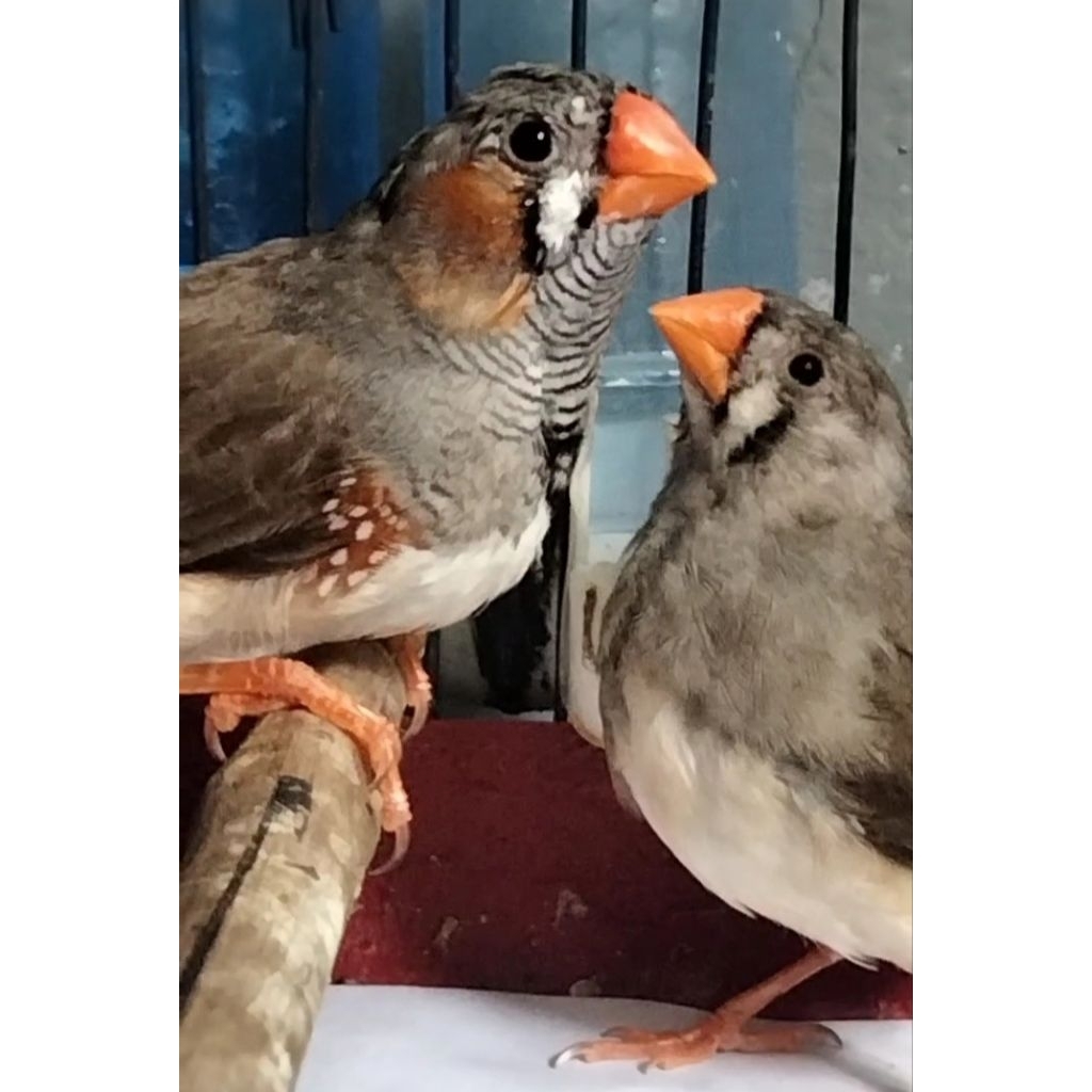 Zebra Finch Seri Normal Gray split BC