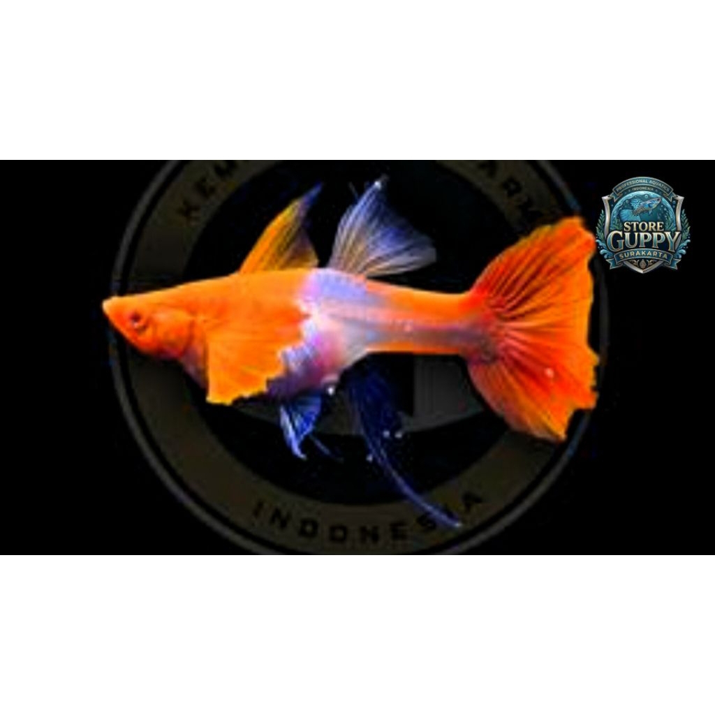 Guppy Albino Koi Red Ear Ribbon Jumbo Terbaik