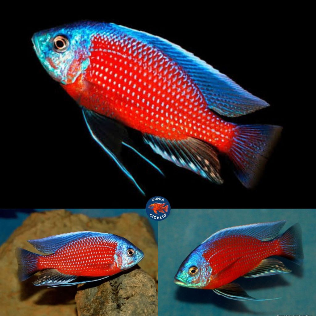 Red Kadango Cichlid