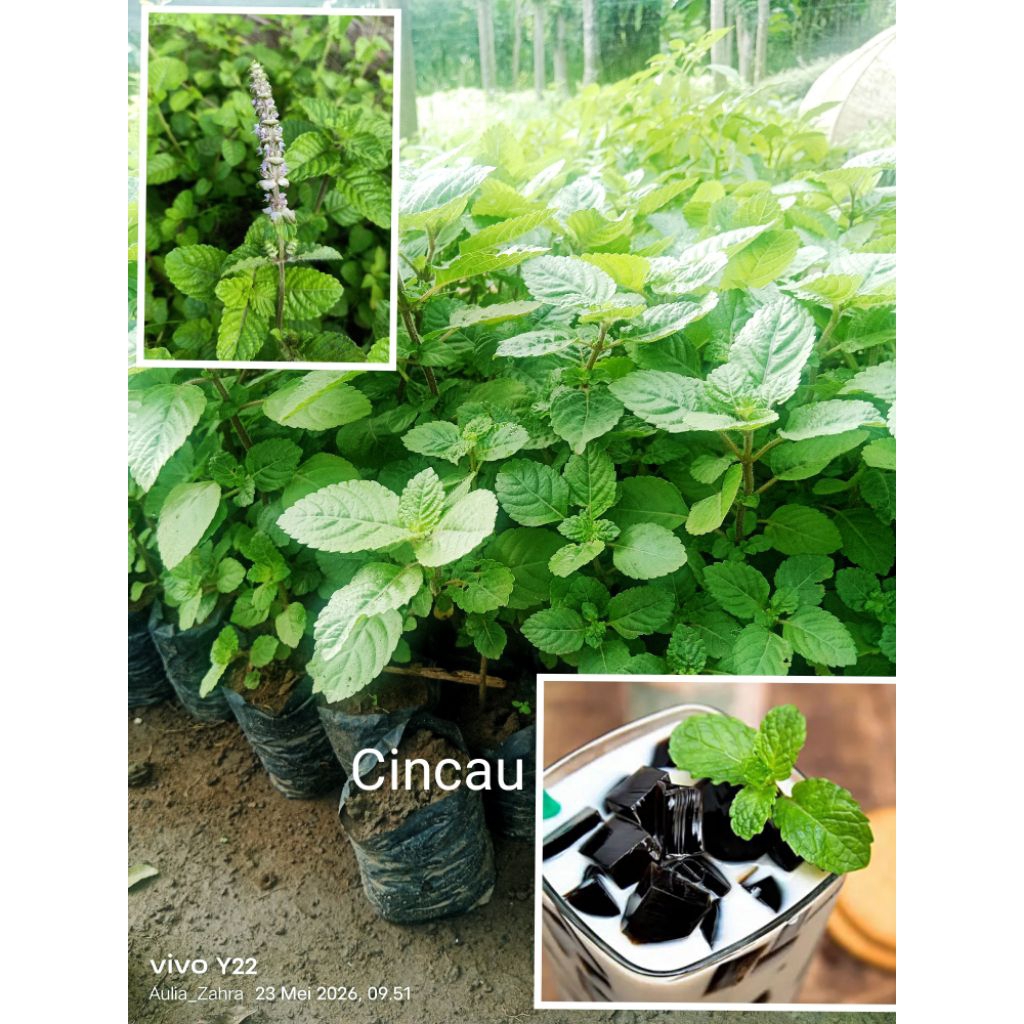 Bibit Cincau hitam /Janggelan