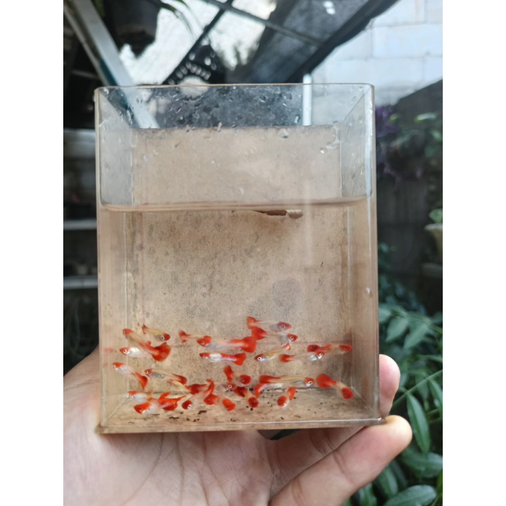 ikan hias guppy platinum koi