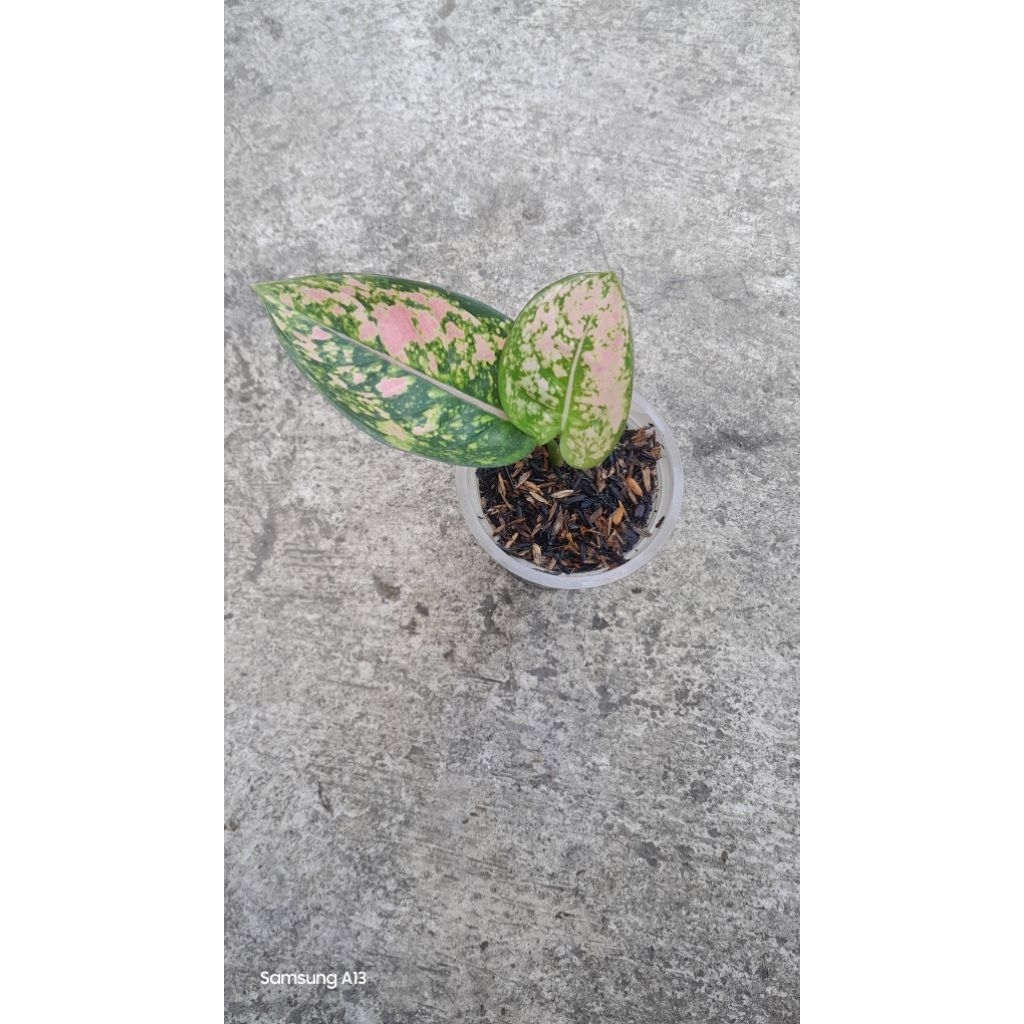 Aglonema Ruby Fanta (daun 2)
