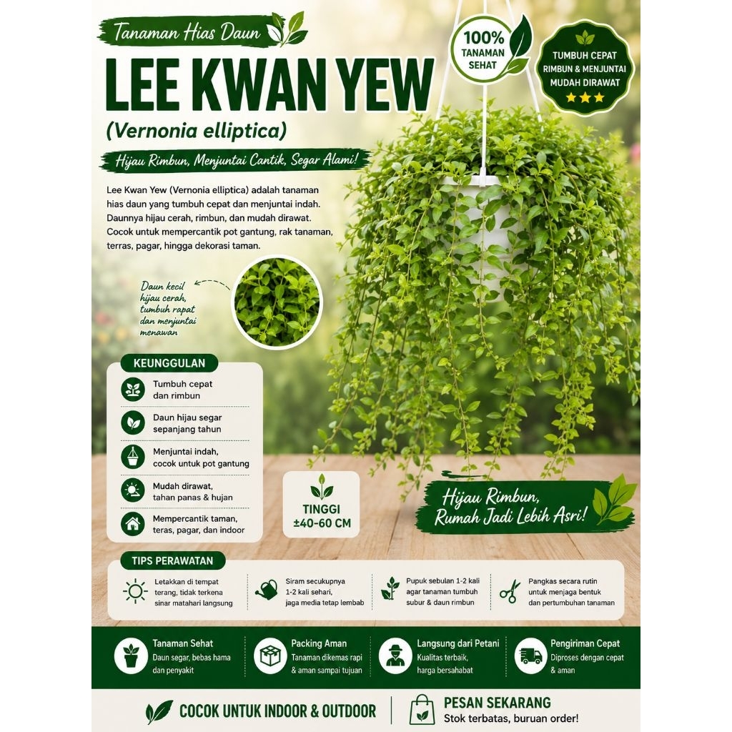Tanaman Rambat Lee Kwan Yew(Vernonia elliptica) -Sudah Menjutai-Siap Tanam