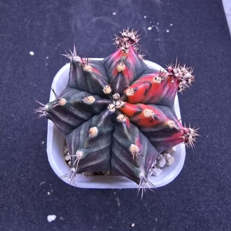 Kaktus Gymno id "T31115" (Gymnocalycium mihanovichii)