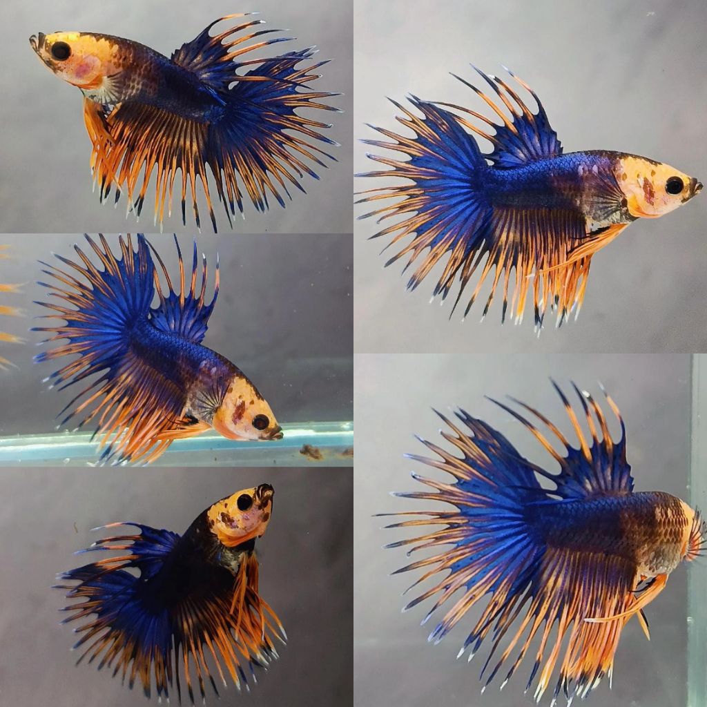cupang crowntail serit siap breeding