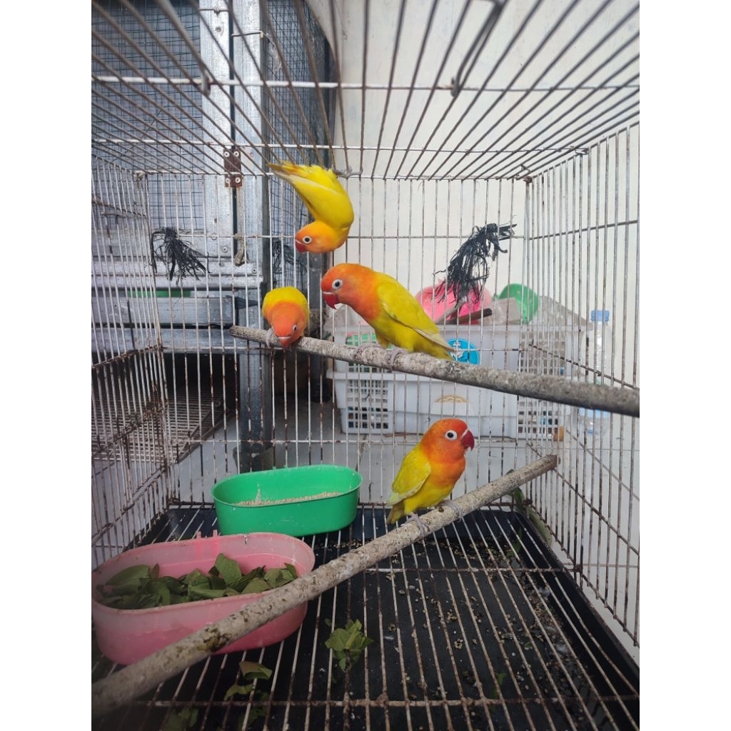 Lovebird lutino mata hitam