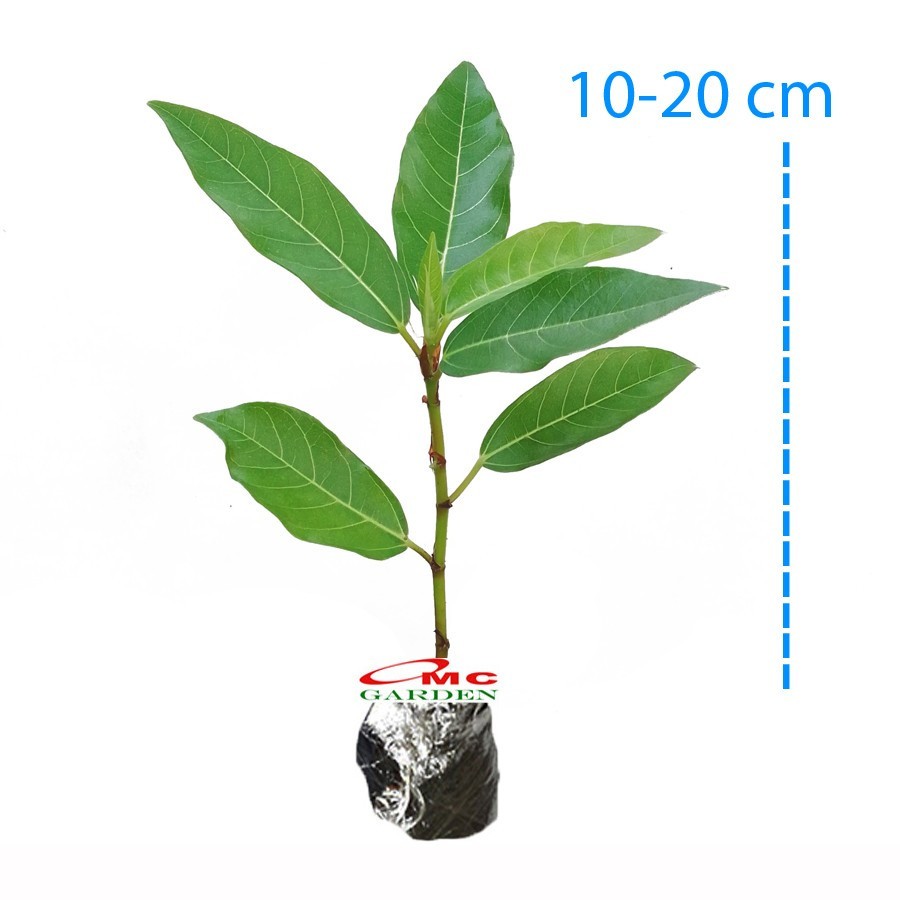 Bibit Pohon Loa Bahan Bonsai Mame Ficus Racemosa Tanaman Peneduh 1020 2030 3040
