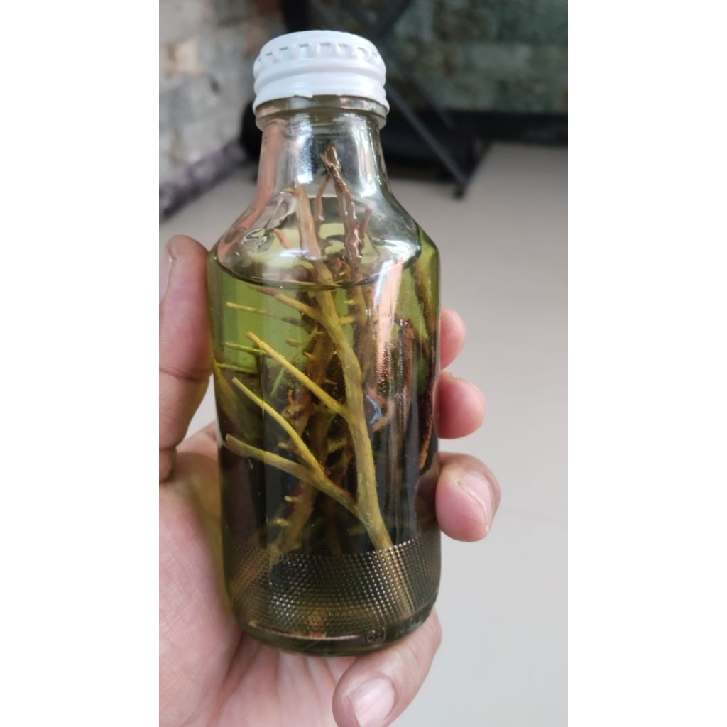 Minyak urut rendaman uli gadang hangat segar