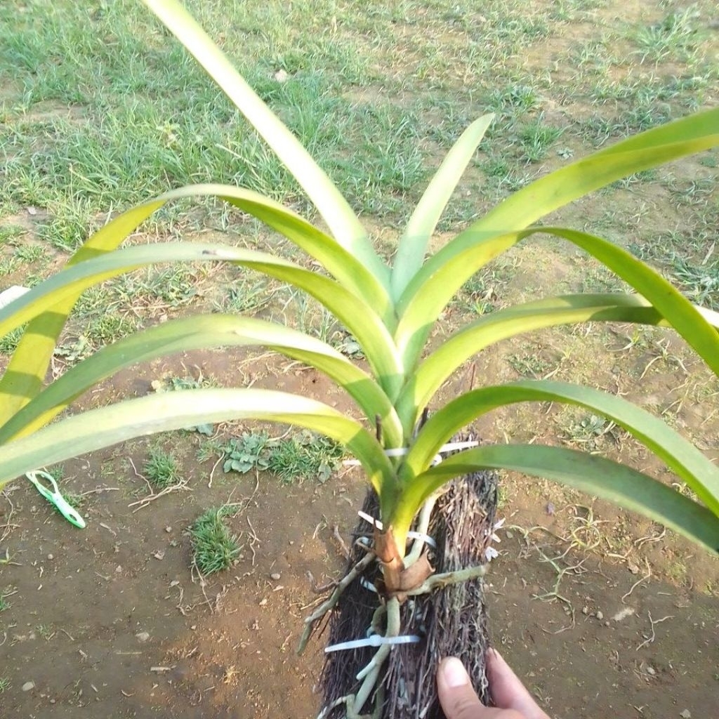 anggrek Vanda tricolor