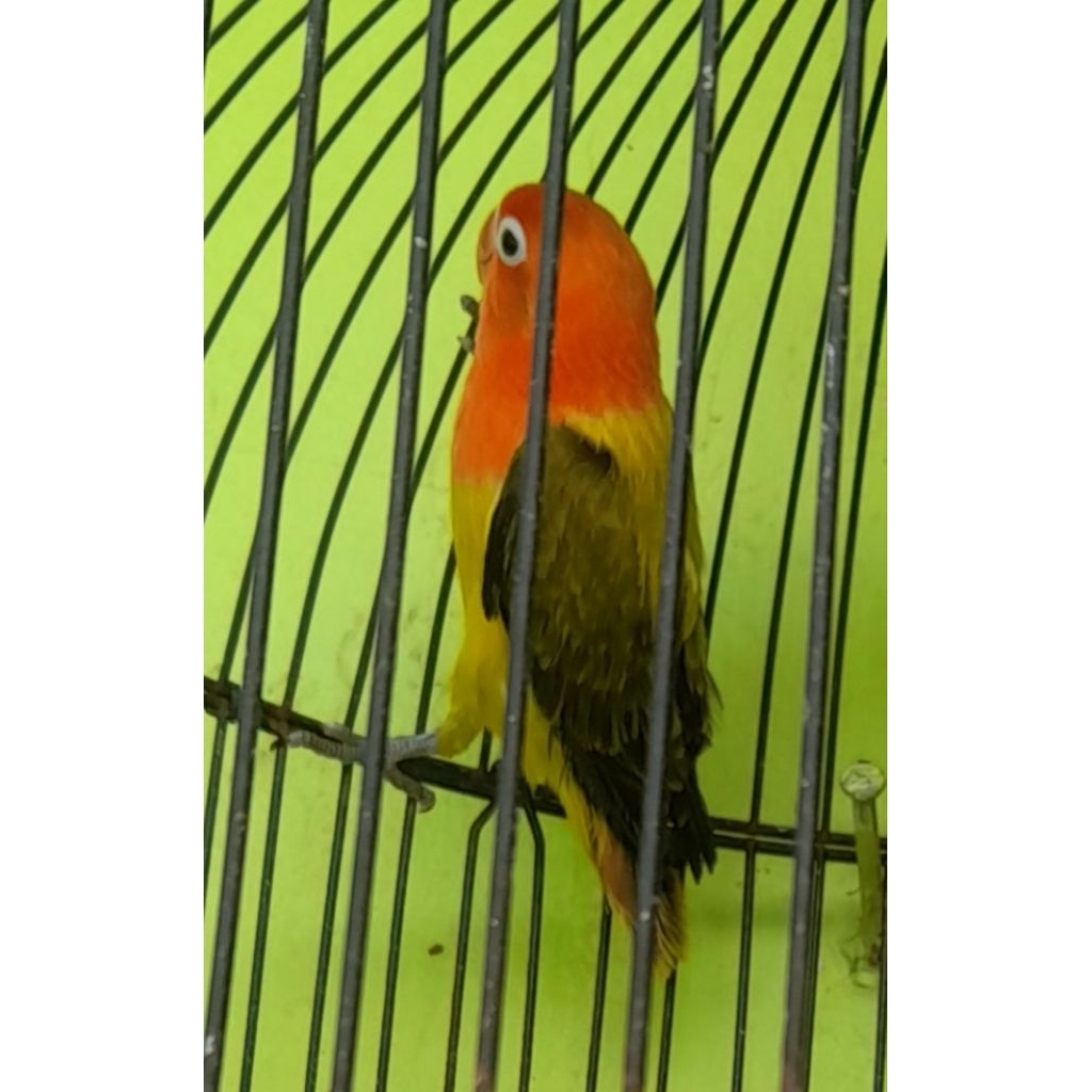 BURUNG LOVEBIRD BIOLA EWING GREEN BABYAN SATUAN "burung sesuai foto video"