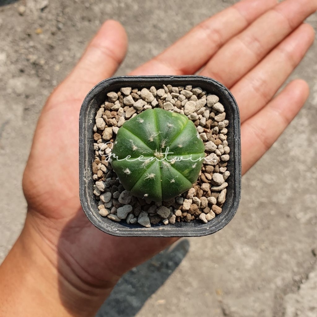 kaktus | astrophytum variegata | astro varigata