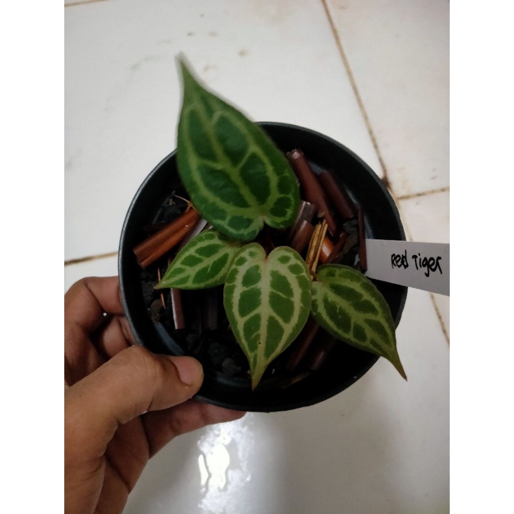 anthurium kuping gajah red tiger real pict