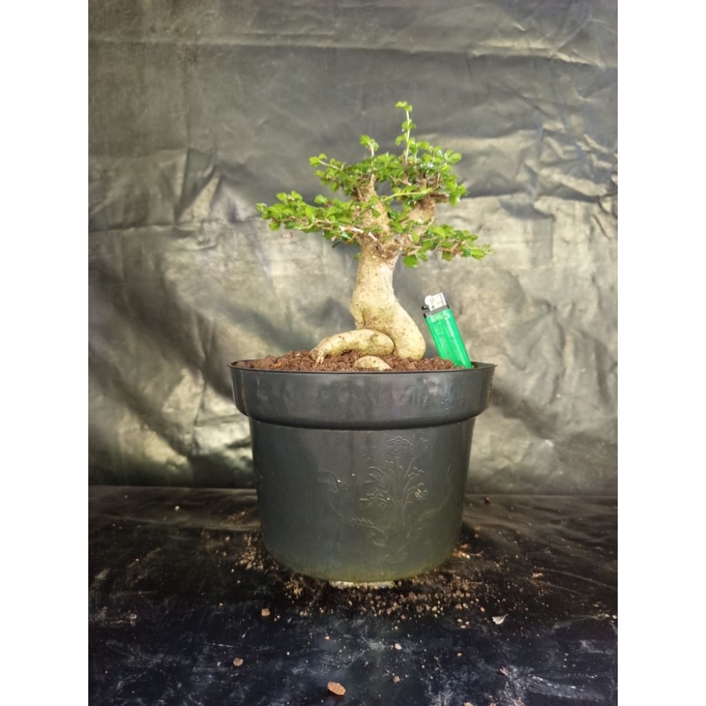 Bonsai hokiantea mikro bogel prospek karakter