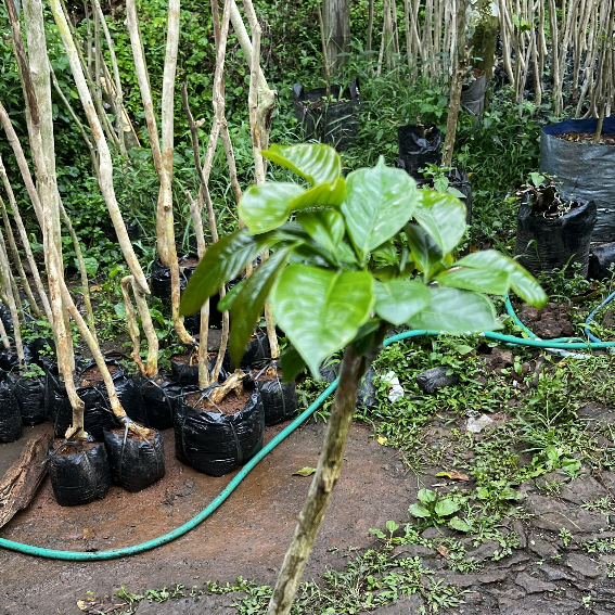 Bibit Stek Robusta Wirogomo (75 hari)
