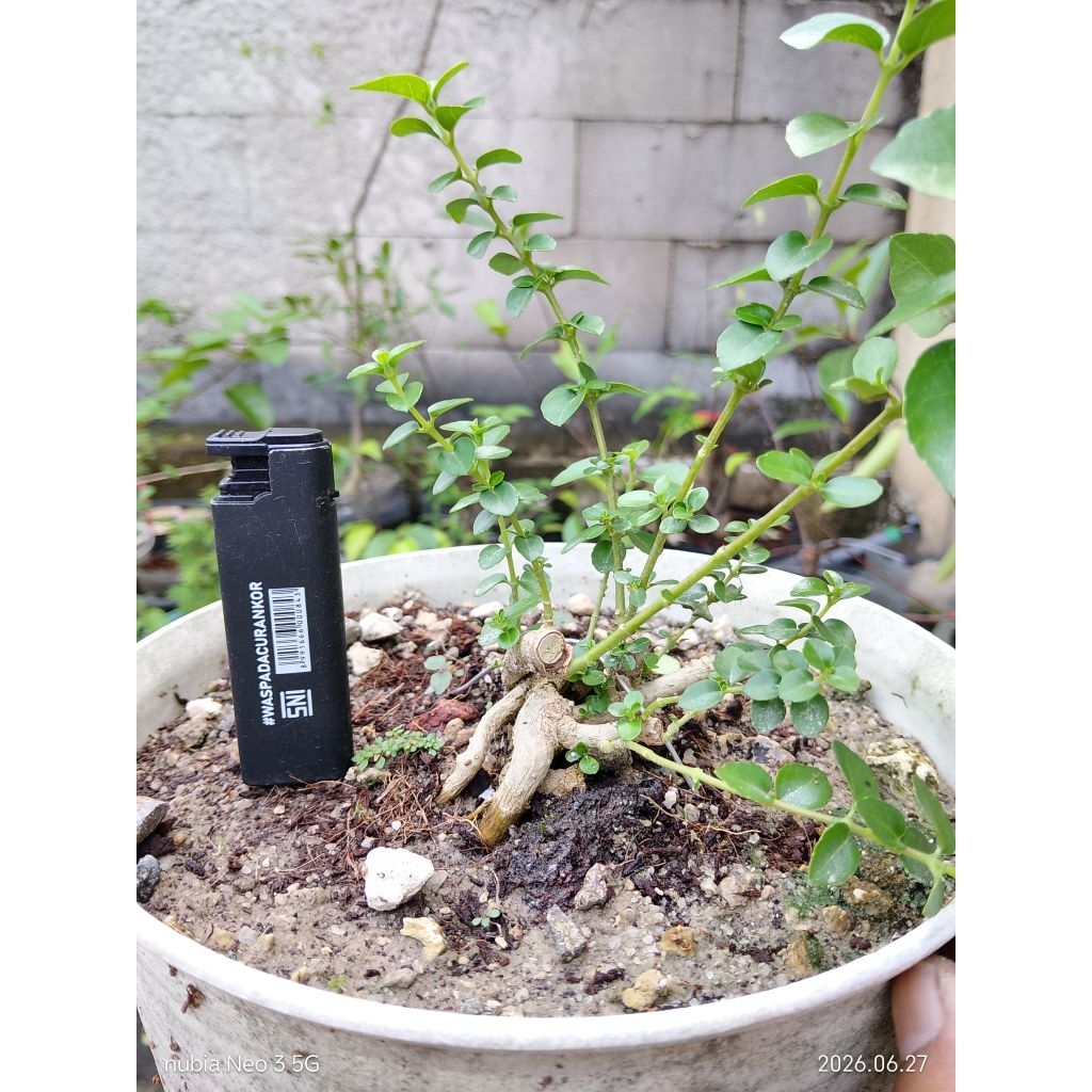 Bonsai mini shito sancang/Premna microphylla bonsai berkarakter raft bonsai siap pajang (real pict)