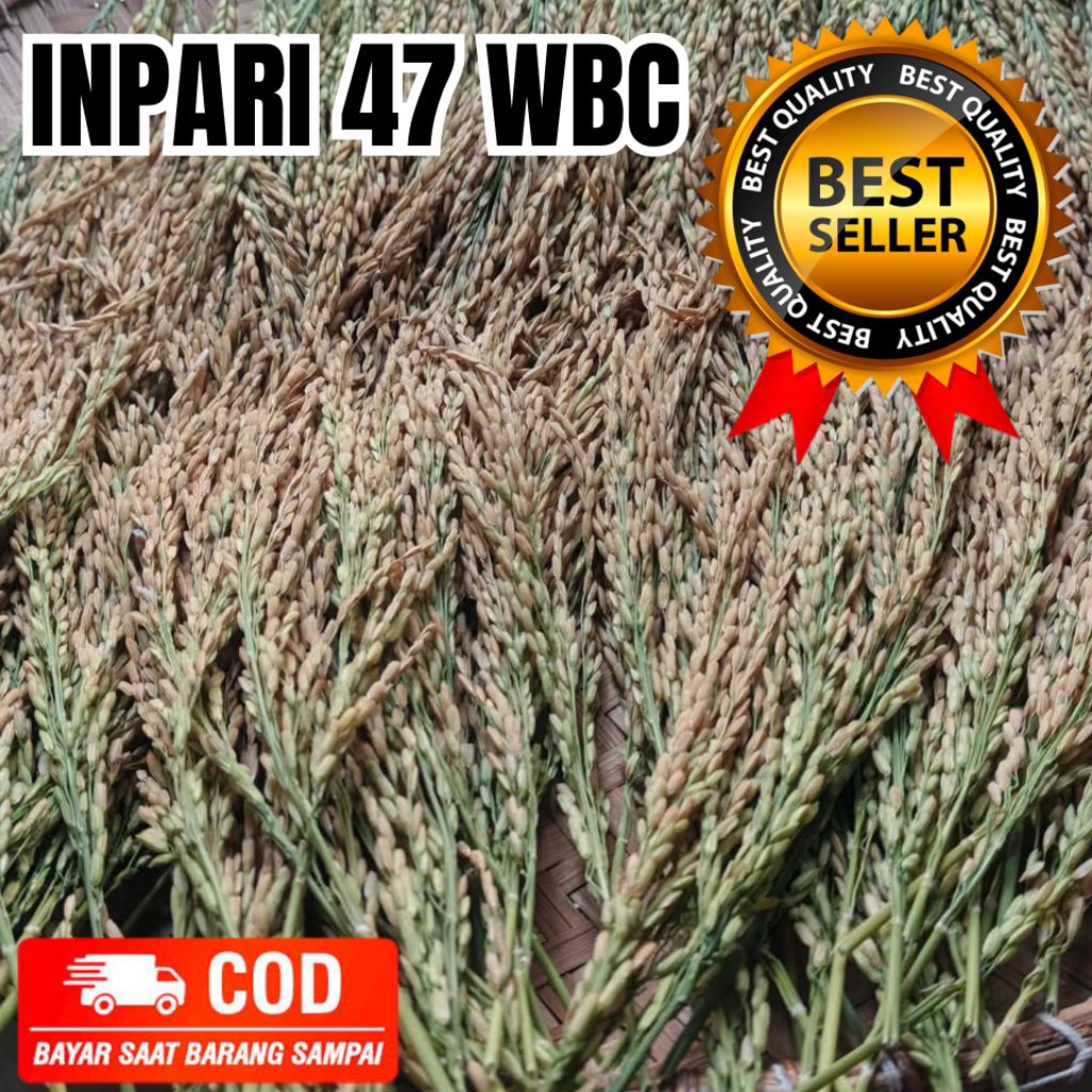 Bibit Benih Padi Inpari 47 WBC Berkualitas Unggul Super Premium Produk Original Kemasan 5kg