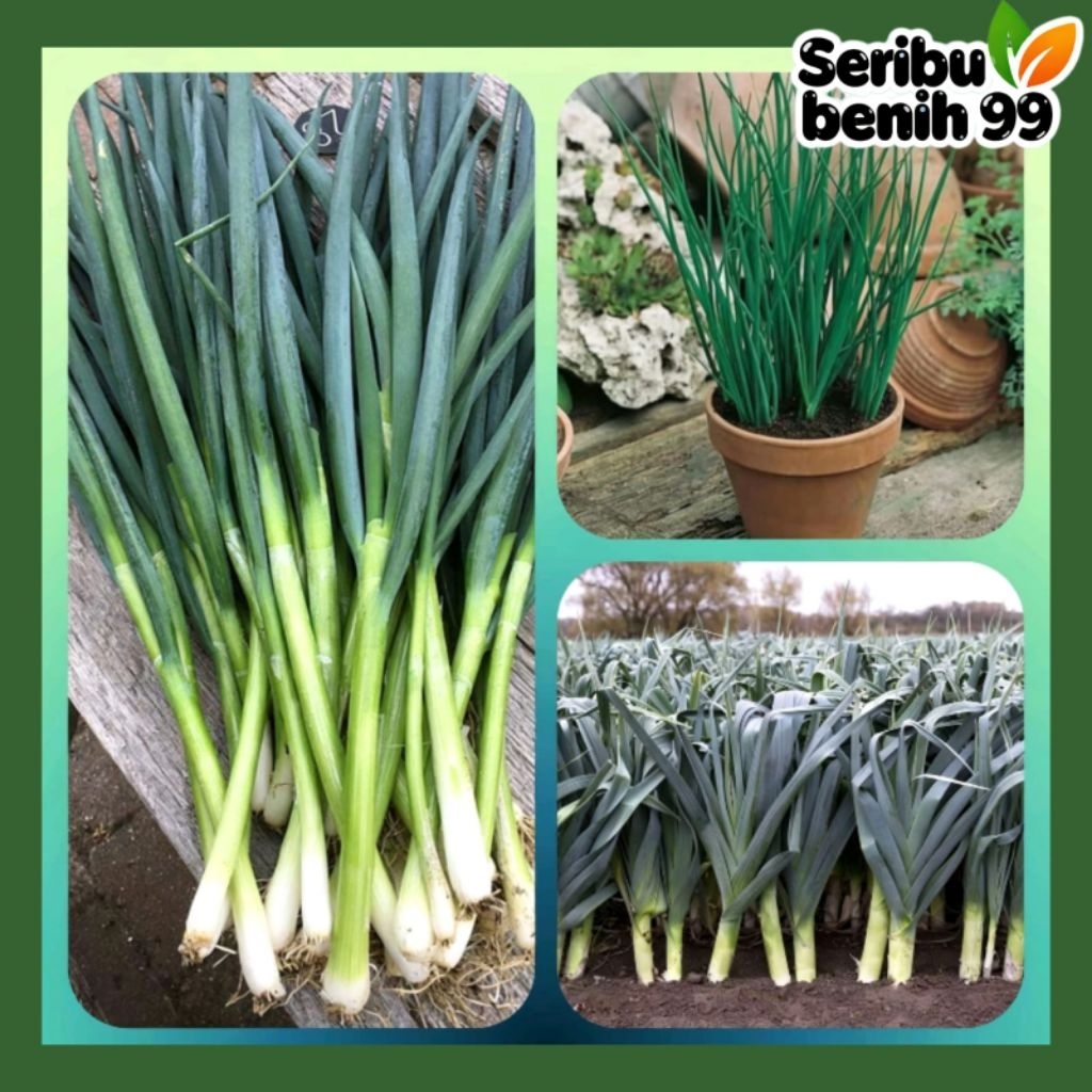 Seribu Benih99 - BIJI BENIH DAUN BAWANG PREI
