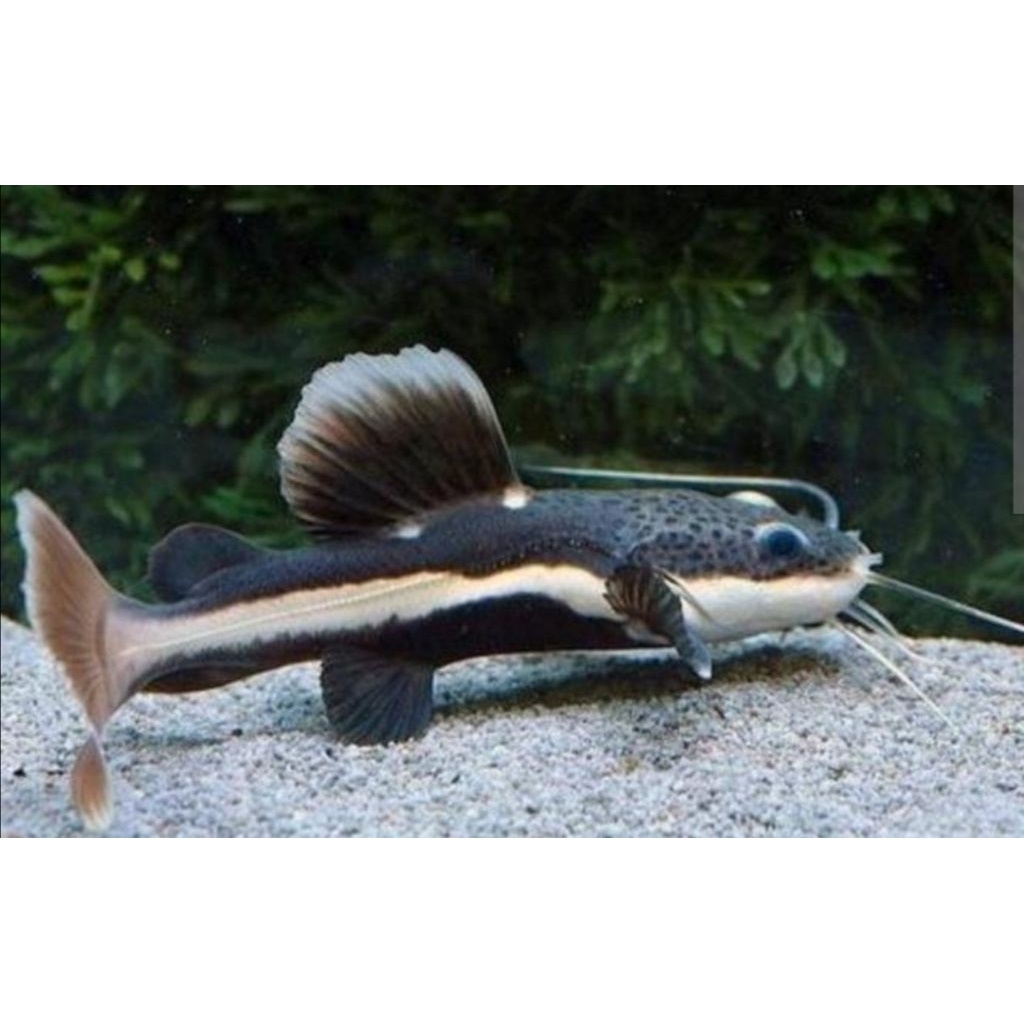 ikan red tail catfish (RTC) - IKAN RTC COMETANK PREDATOR SIZE 10CM