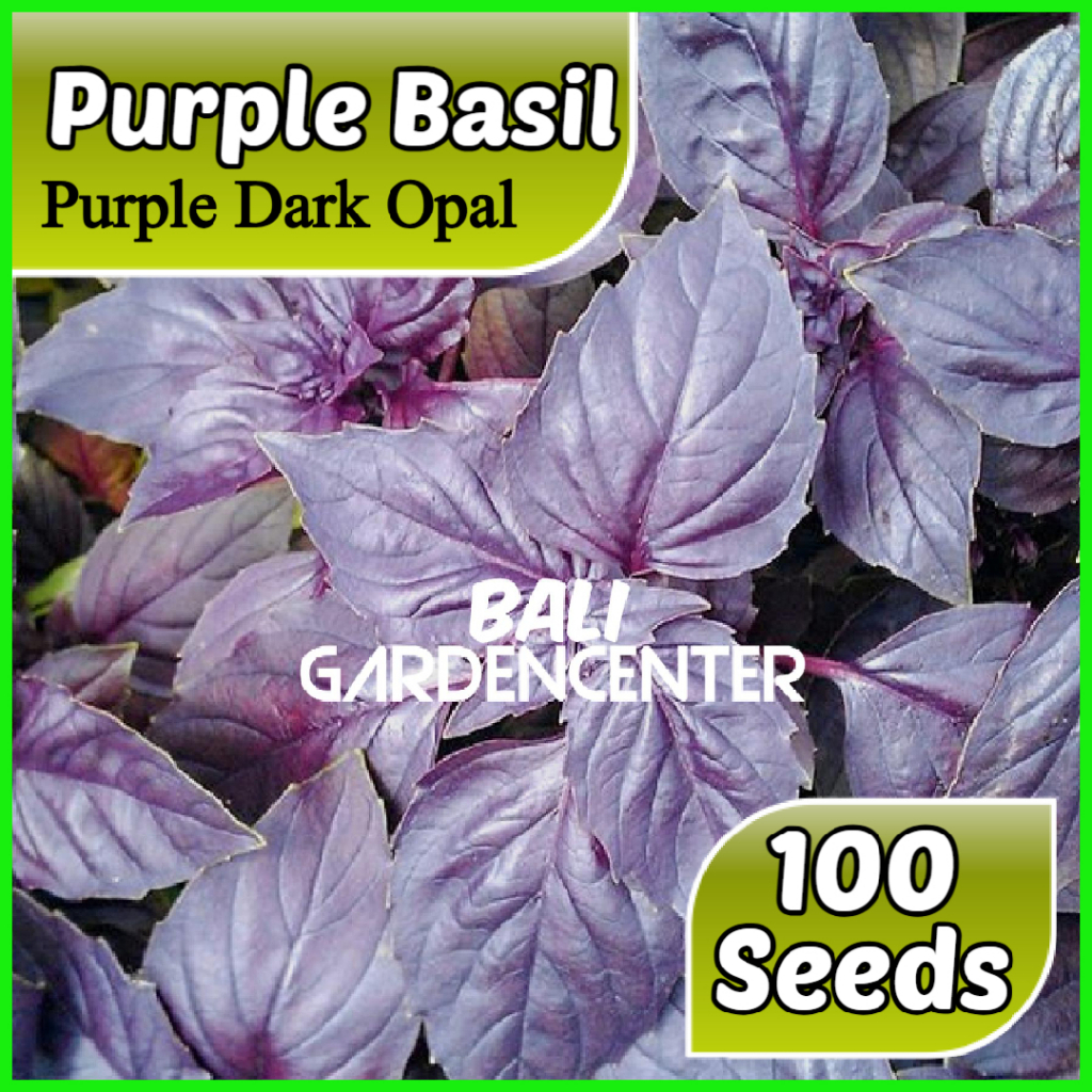 Isi 100 Benih Biji Basil Ungu - Basil Purple Dark Opal