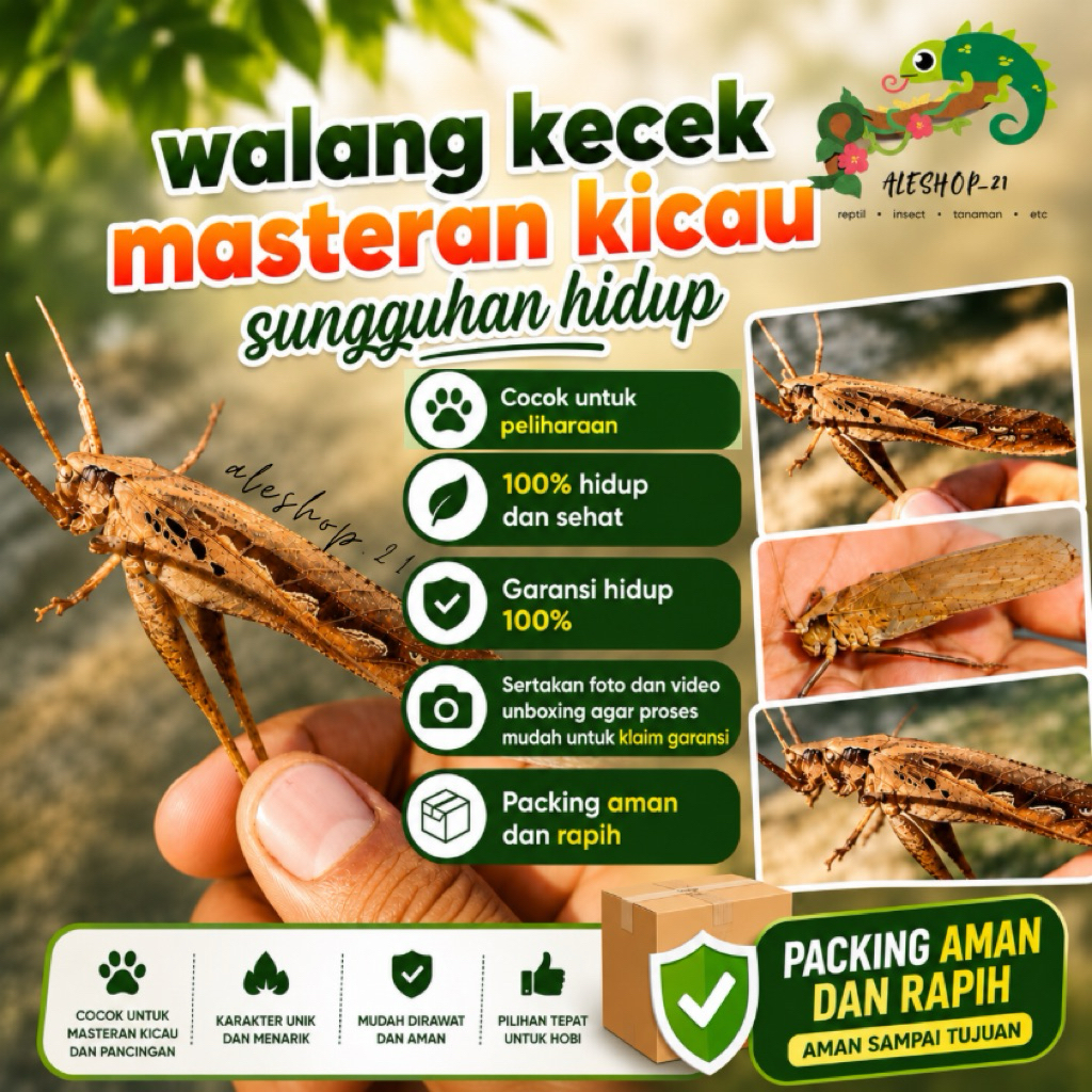 koleksi walang kecek masteran kicau murah
