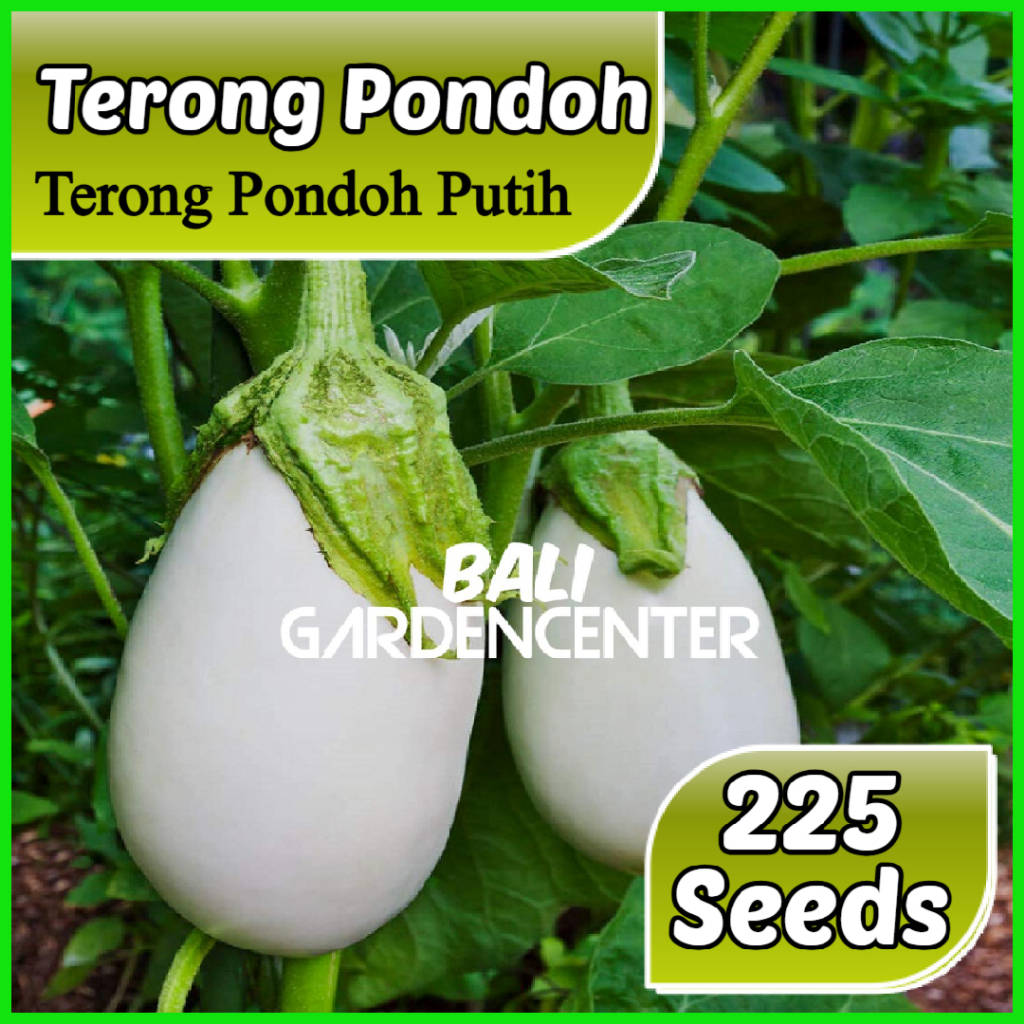 Isi 225 Benih Biji Terong - Terong Pondoh Putih