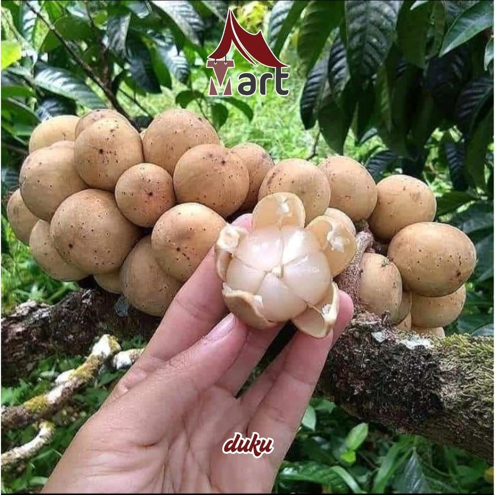 Buah Duku Palembang 500gr - 1kg Fresh Premium - Glagah Mart