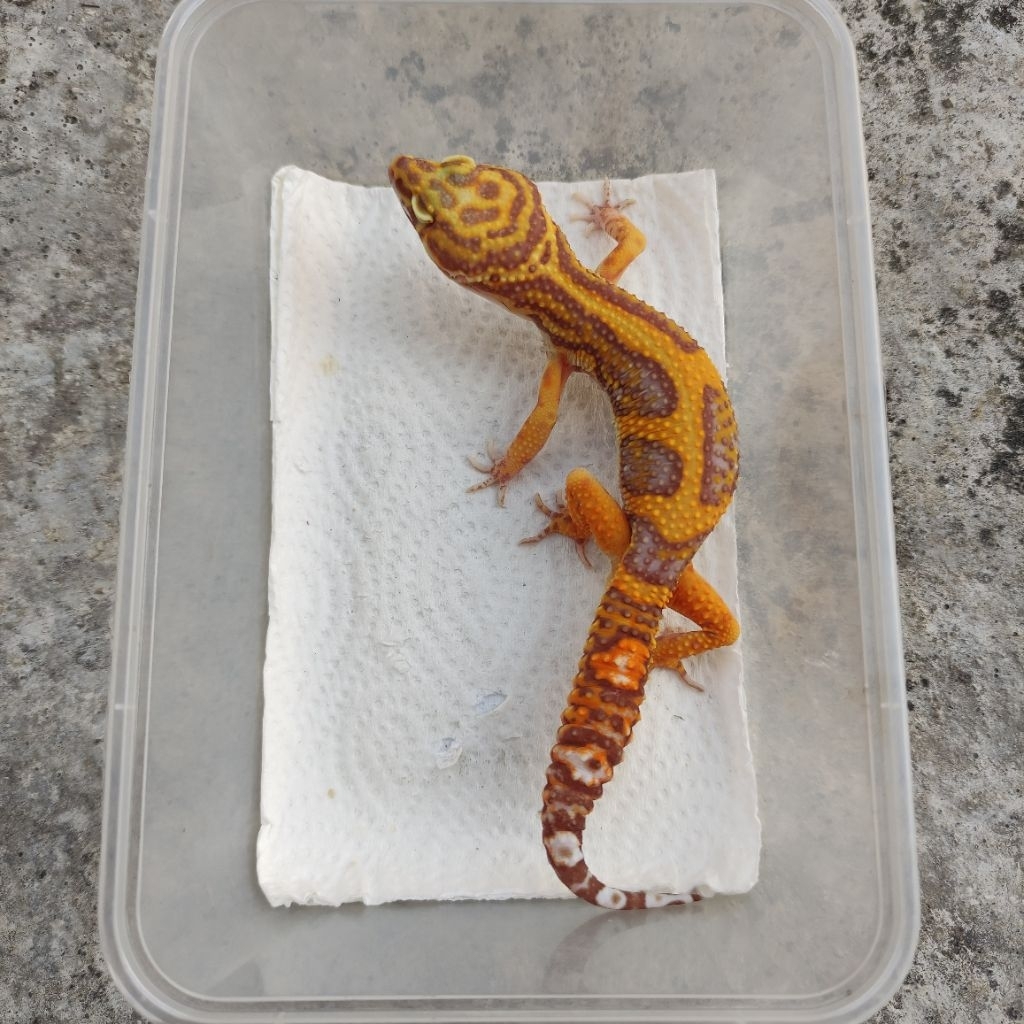MAINAN ANAK GECKO DEWASA_TREMPER JUNGLE_MALE