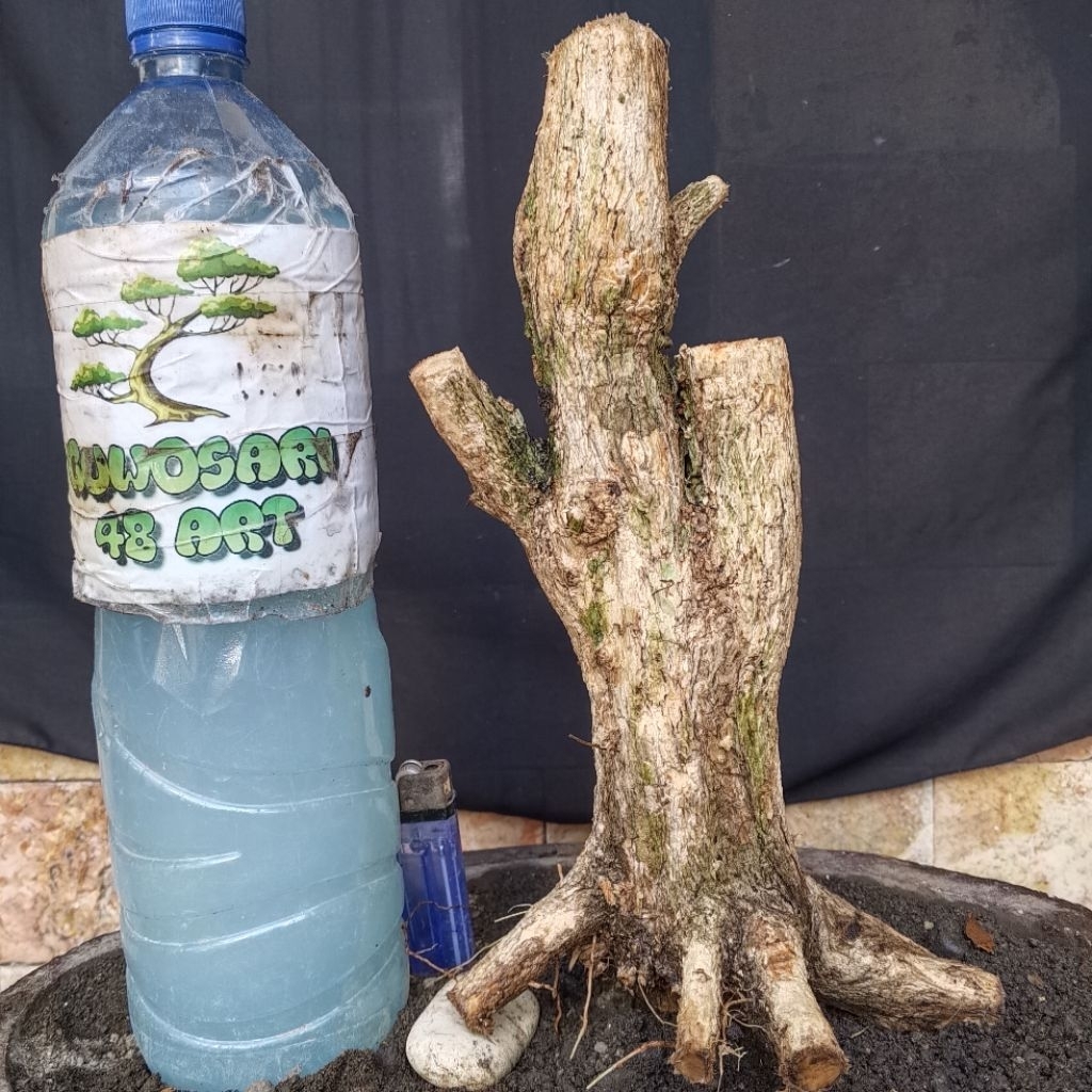 Bahan Bonsai Kemuning Jepang Formal Batang Bogel Small Size Real Pict