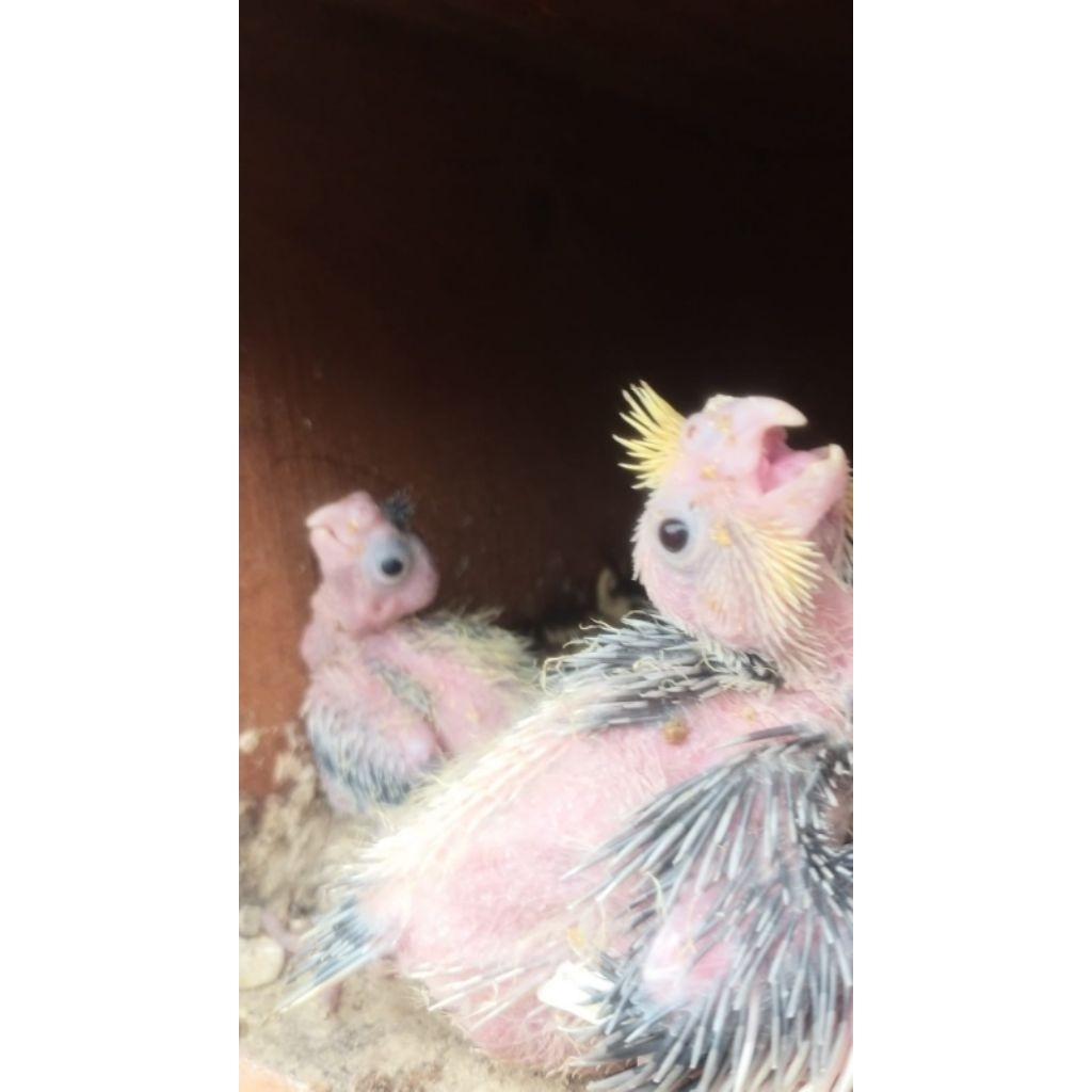 Lolohan Burung Falk Parkit Australia