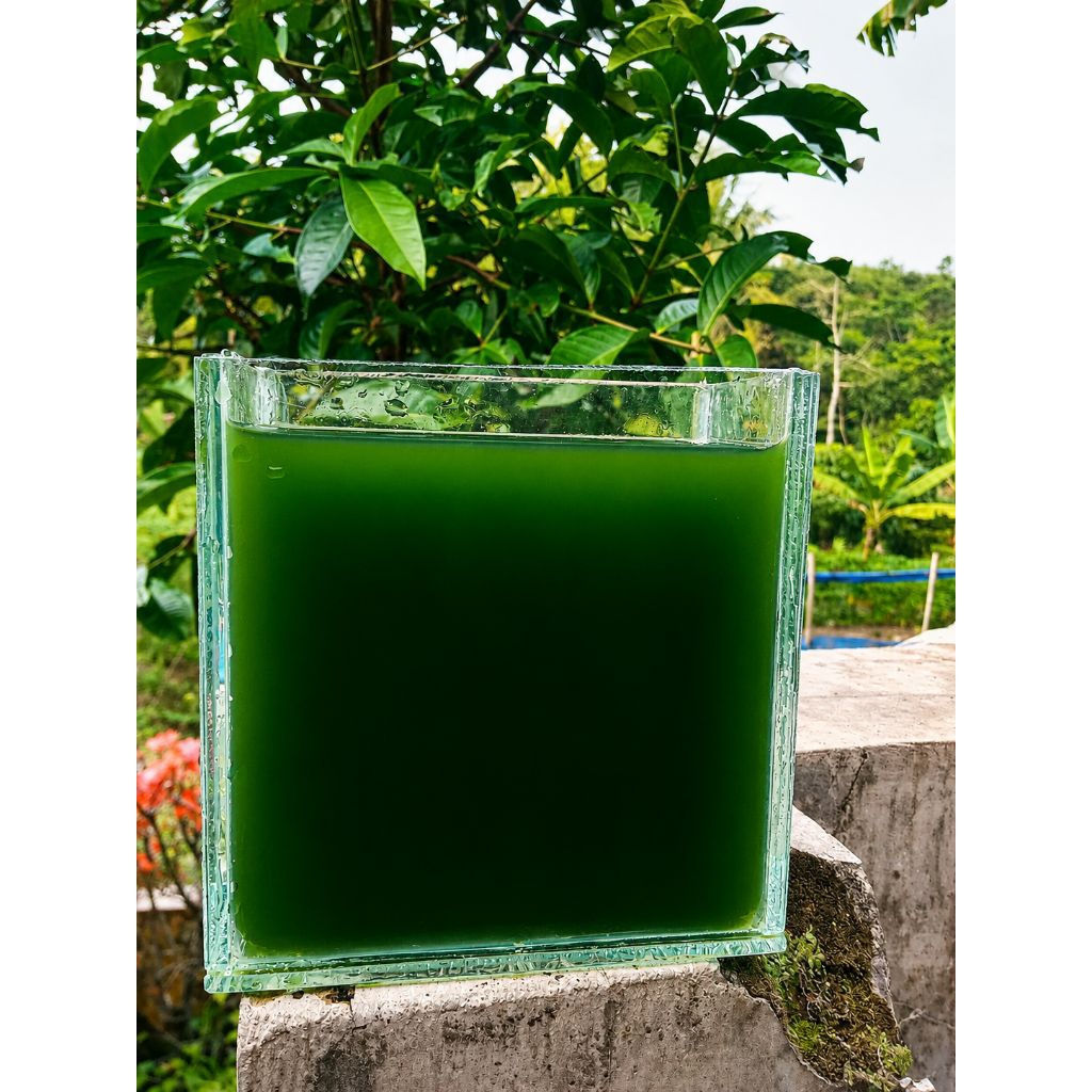 Starter Green Water Chlorella / Phytoplankton / Green Water Chlorella / Micro Algae / Zooplankton / 