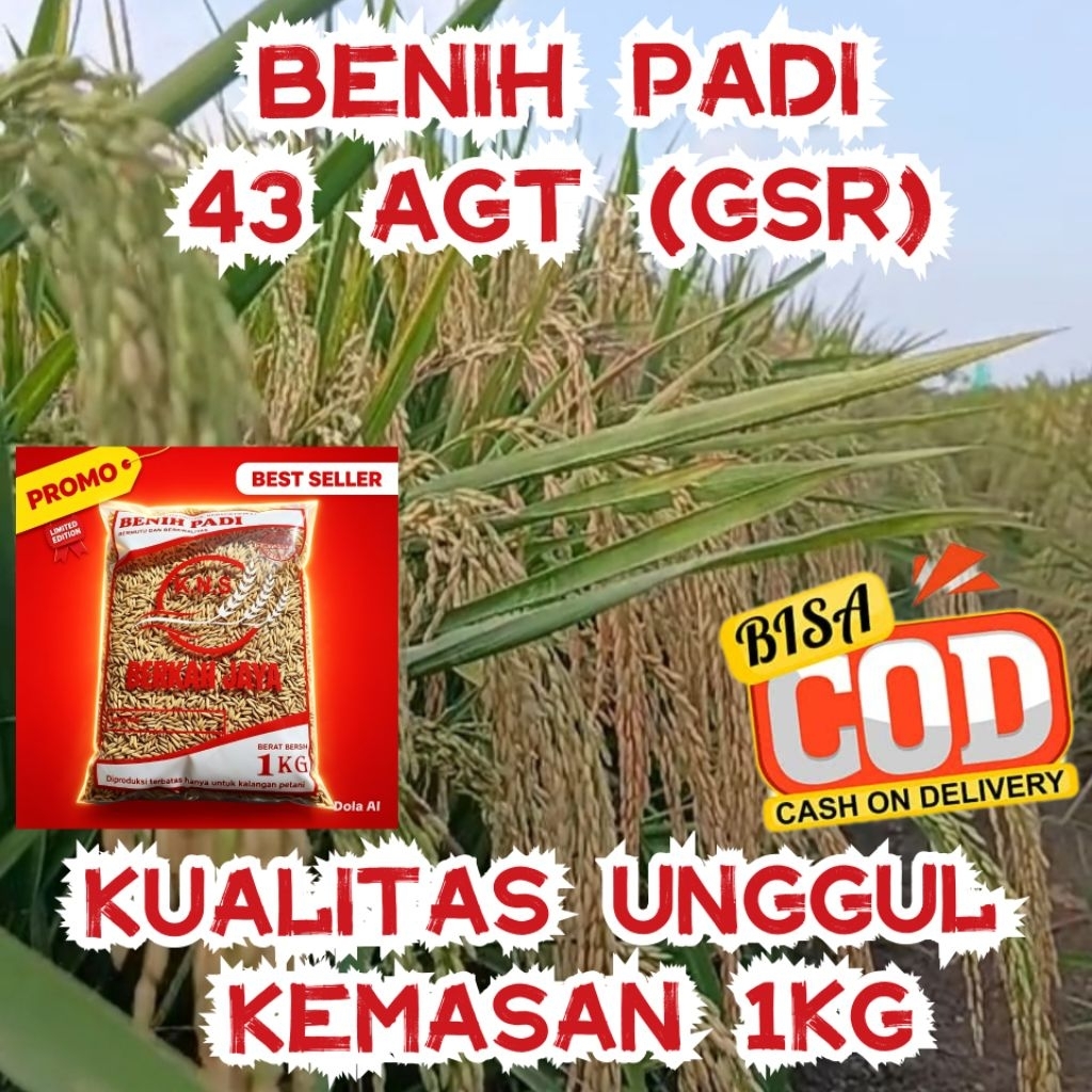 BIBIT BENIH PADI INPARI 43 AGT GSR KUALITAS UNGGUL KEMASAN 1KG