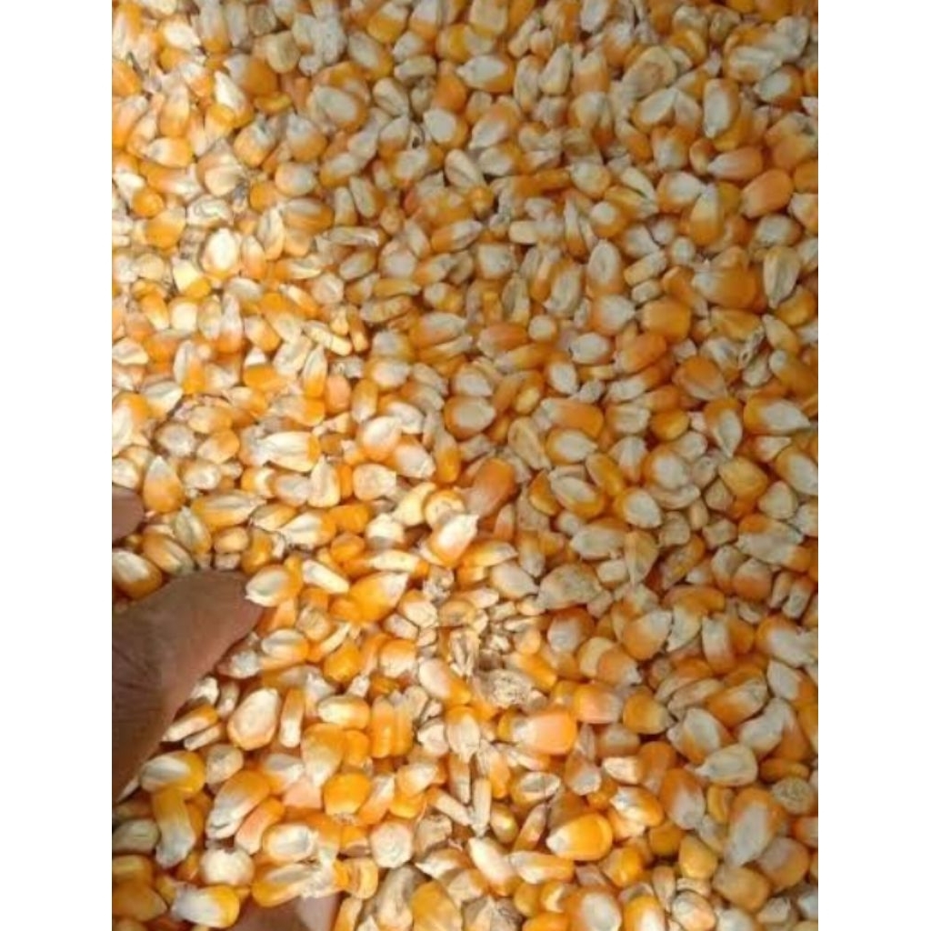 LEBIH MURAH KEMASAN 10KG,Jagung pipil,jagung pecah,dedak kasar/Meniran,dedak halus/tepung