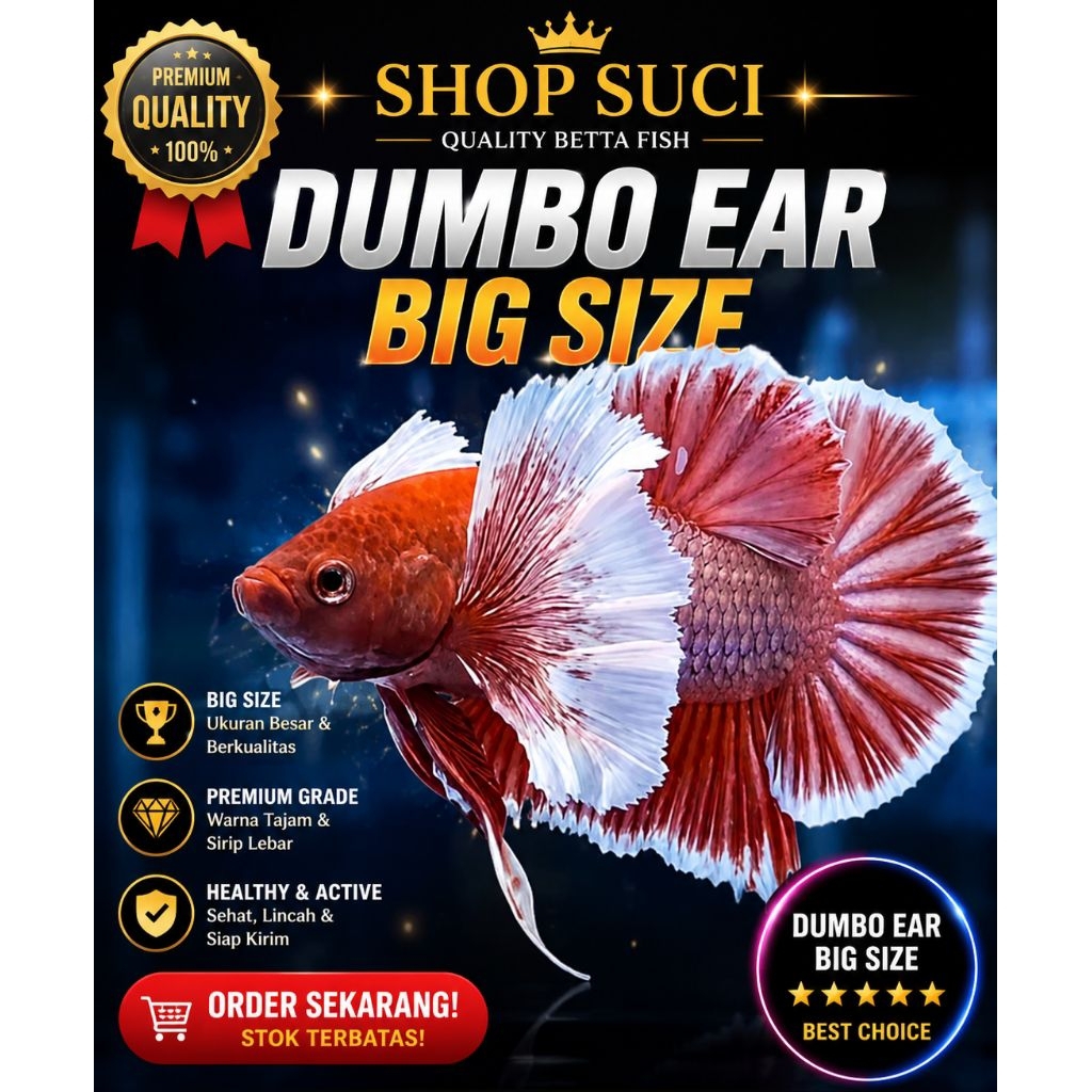 Jual Ikan Cupang Halfmoon Dumbo Ear Big Size Jantan Premium