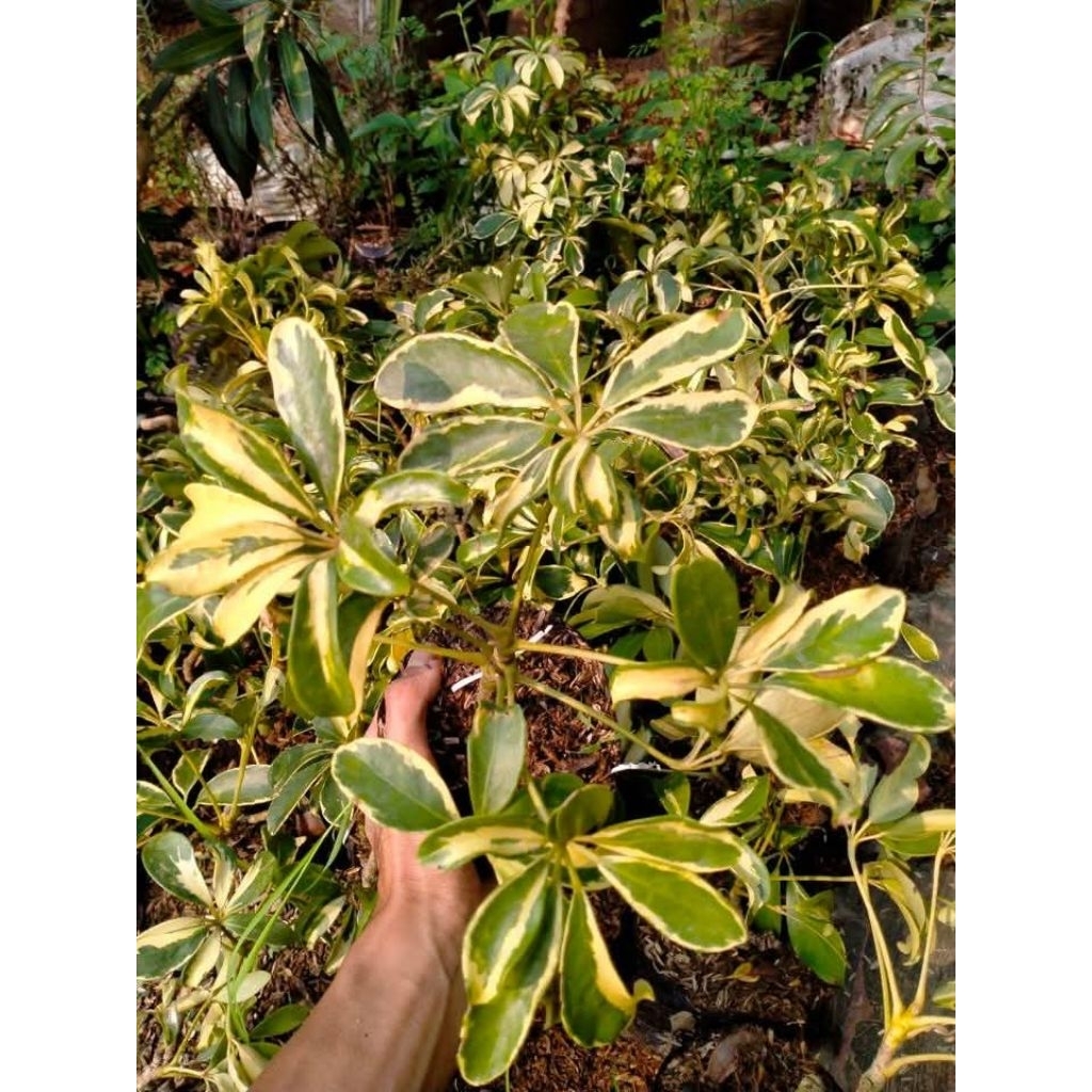 tanaman Walisongo varigata tinggi 30cm