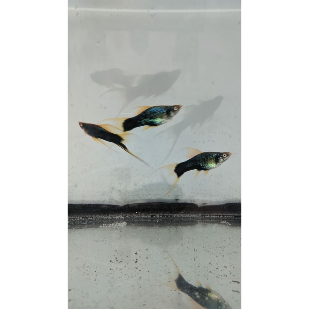 platy hamburg sword tail size 4cm