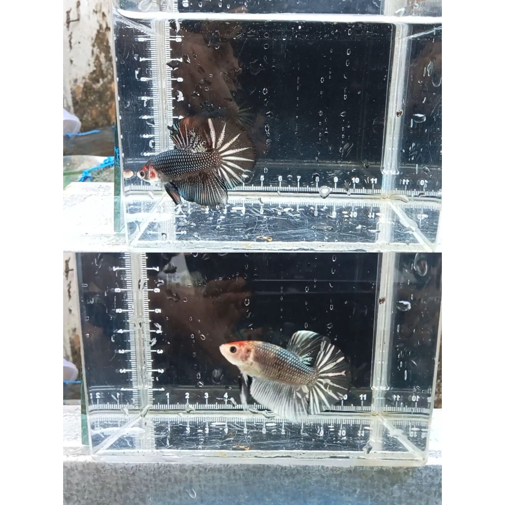 Baby Giant Hmpk Bo 3 cm