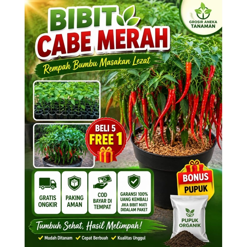 Bibit Cabe Merah Siap Tanam Bibit Unggul