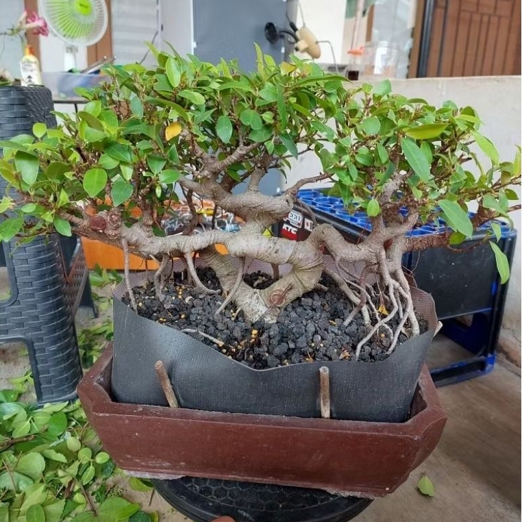 Bonsai Beringin Iprik Hijau - Tanaman Hidup - Bonsai Mini