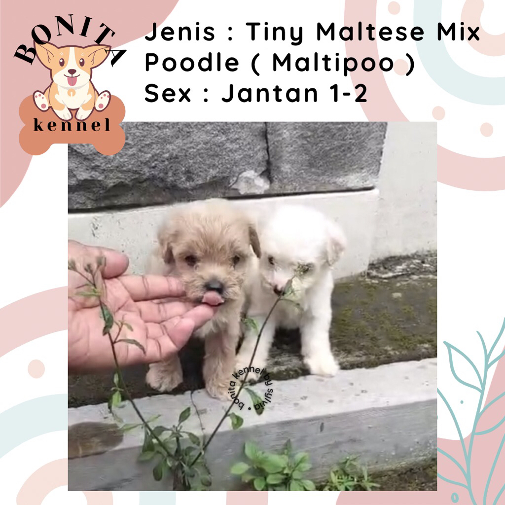Maltese Mix Poodle Particolor Maltipoo Anjing Maltis Poodle Jantan Betina