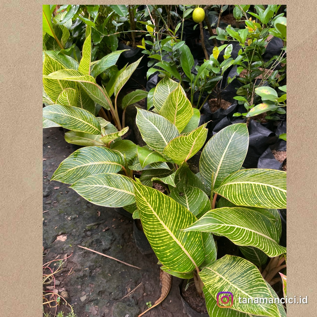 tanaman hias pisang bugis varigata kuning real pict