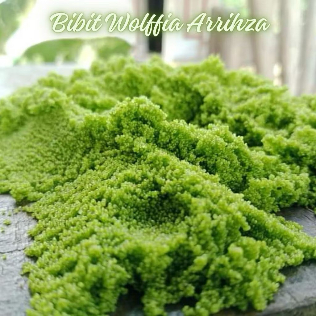 Bibit Wolffia Super 500 gram (Wolffia + Media Air) Siap Budidaya Aman Pengiriman