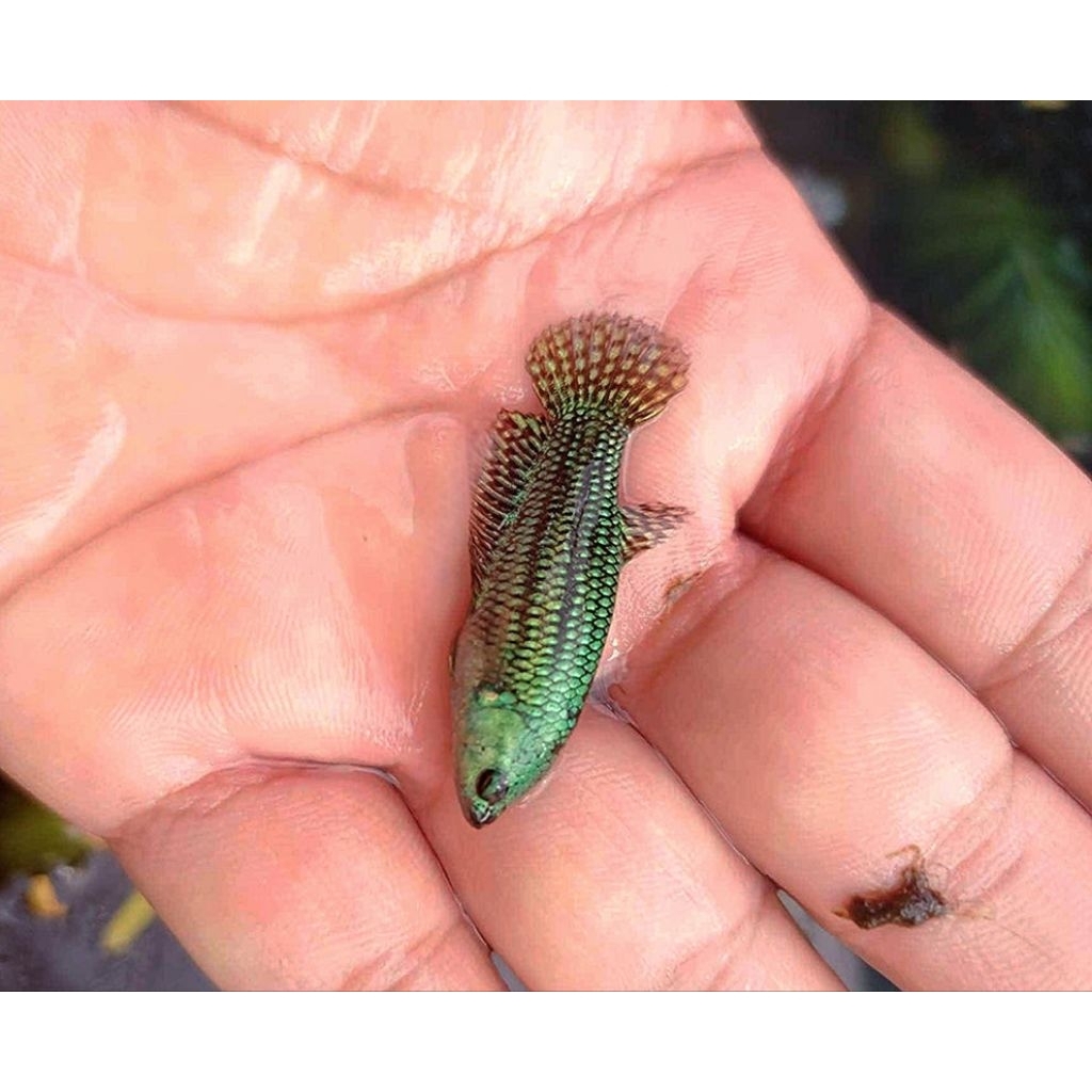 Female Wild Betta Alien Hybrid Green Size M (REAL PICT)