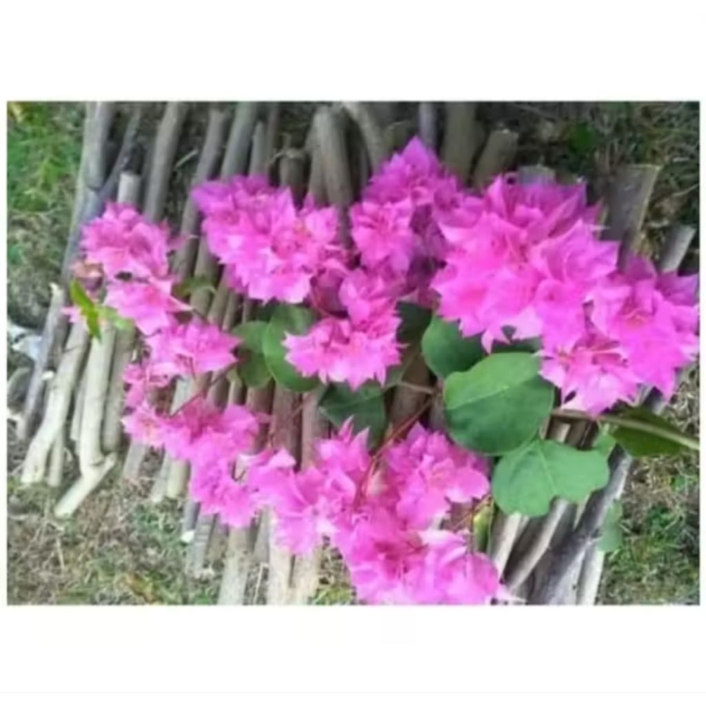 STEK BATANG BUNGA BOUGENVILLE/TANAMAN BUNGA BOUGENVILLE BUNGAN KERTAS PINK