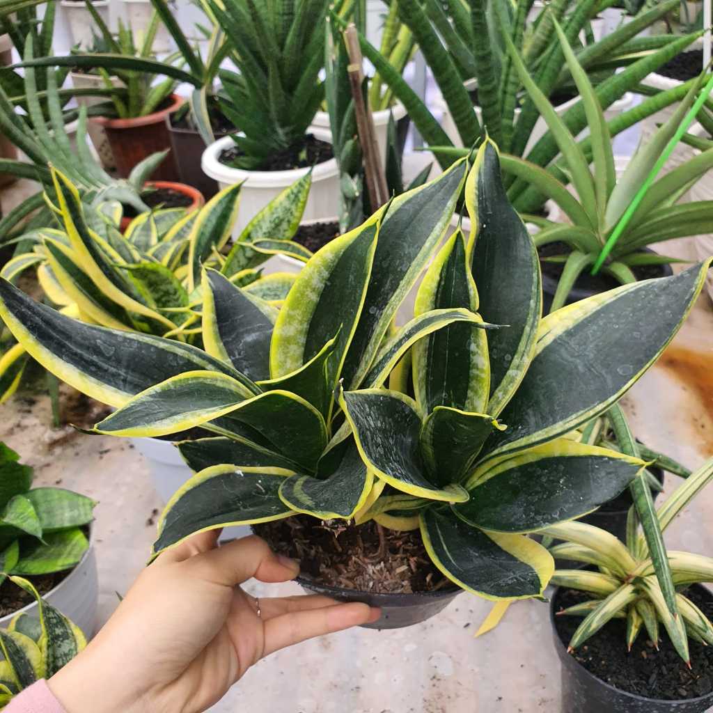 Sansevieria Trifasciata Pagoda/ Lidah Mertua Pendek Rimbun