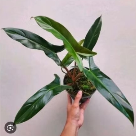 Philodendron Mexicanum - Pillo Mexicanum - Satu Daun Pancing