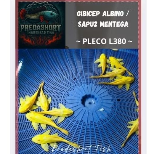 koleksi gibicep pleco L083 / sapu2 mentega 100% bergaransi