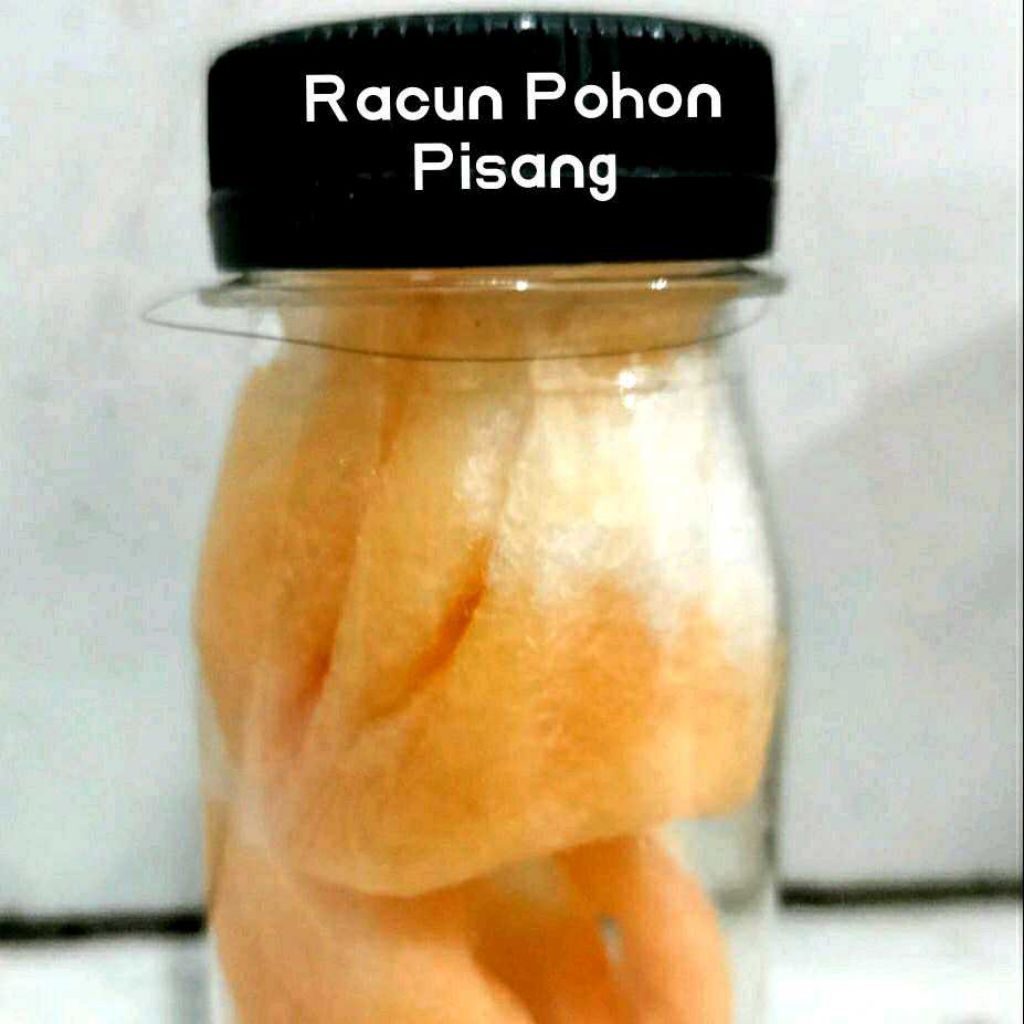 Racun Pohon Pisang Liat (Model KAPAS)