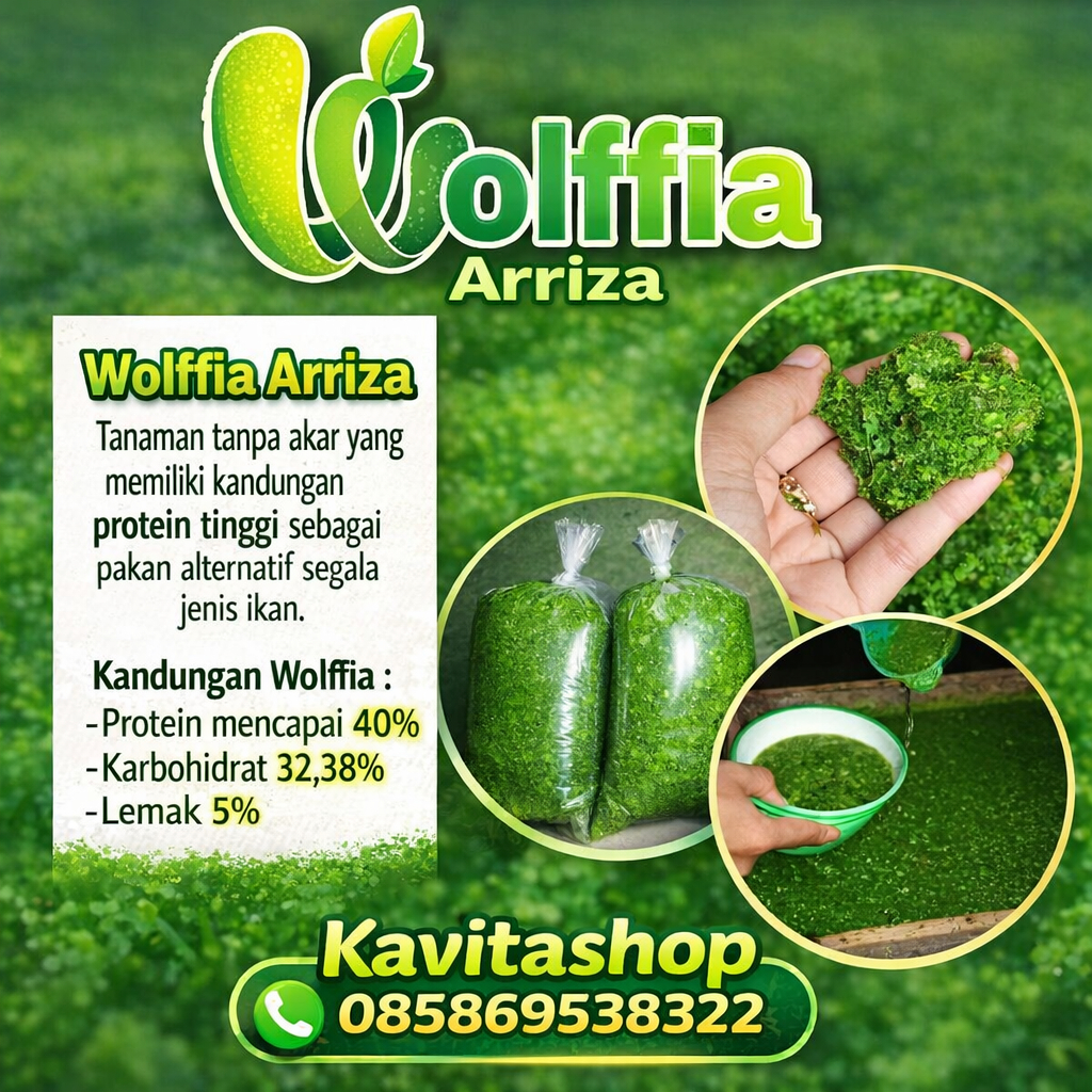 Bibit wolffia super wolffia 500 gram super Murah pakan Burayak, larva, ikan, unggas dan Ternak ( BER