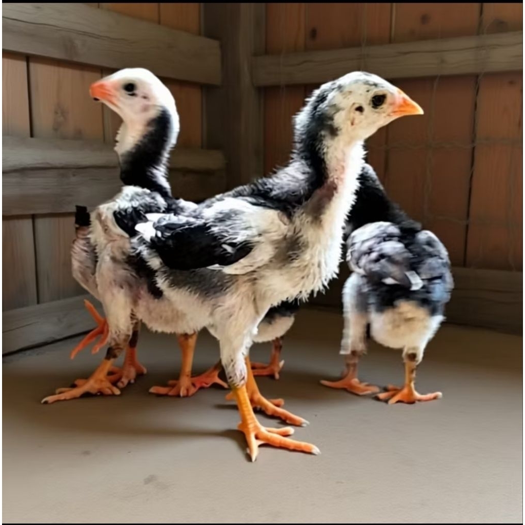 buk4n/MAINAN ANAK AYAM KAMPUNG UNGGULAN KUB2 DOC/buk4n MAINAN ANAK AYAM KAMPUNG B4NGK0K BK ASLI DOC/