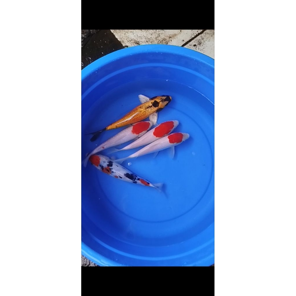 ikan koi sanke tancho banana gred A